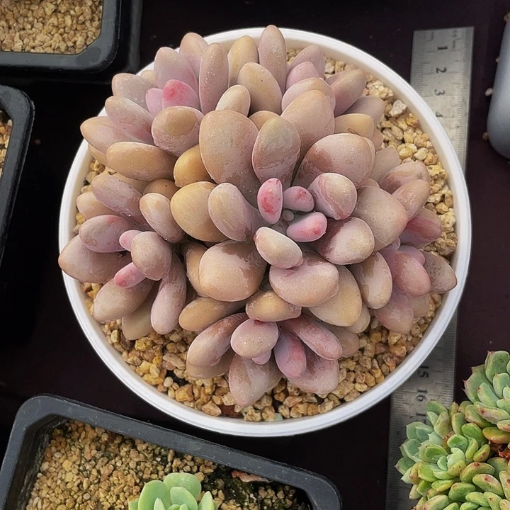 .***.多肉植物桃蛋寄养