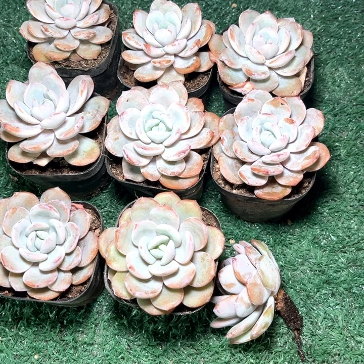 奶茶13号码牌子的话题了解