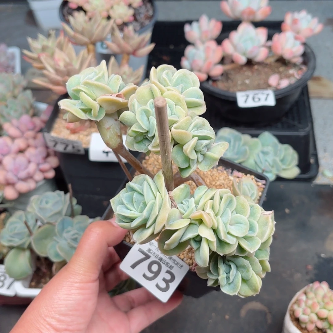 可爱玫瑰缀无盆土发货