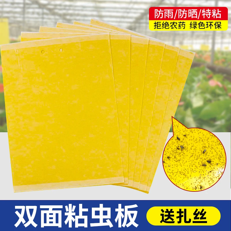 粘虫板黄板双面大棚菜园粘蚊贴苍蝇贴果园粘蝇纸小飞虫果蝇粘贴器