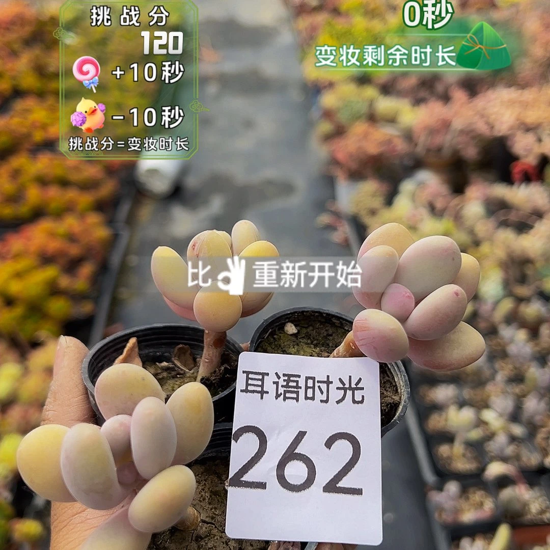262号，奶酪，带盆带土发货
