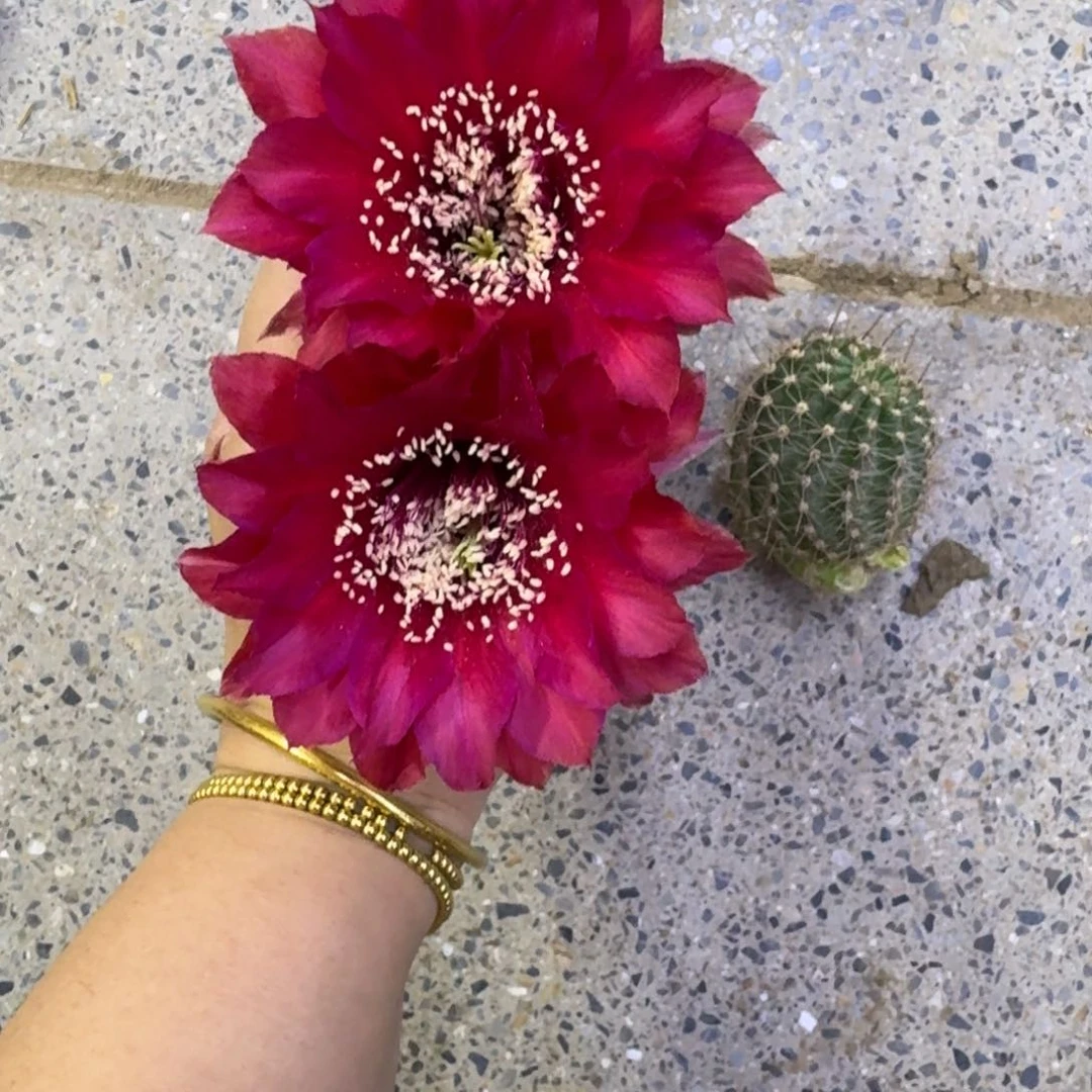 210彩草夜曲歪无根侧牙4公分左右，20包邮