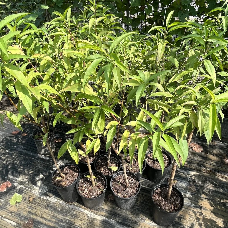 芊芊的花园 台农3号水蜜桃苗 家庭种水蜜桃 原盆原土