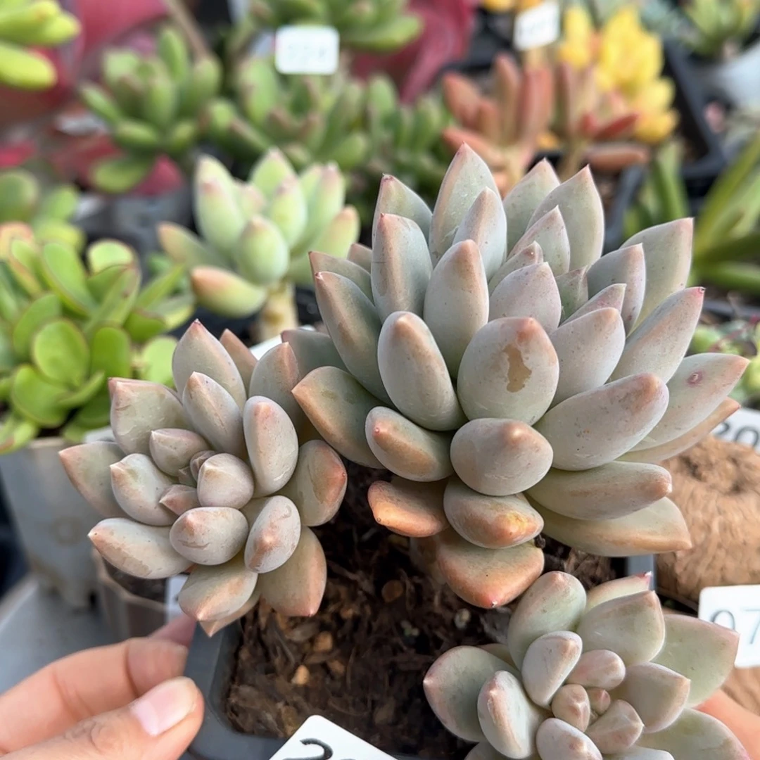 227号 一物一拍 一物一拍