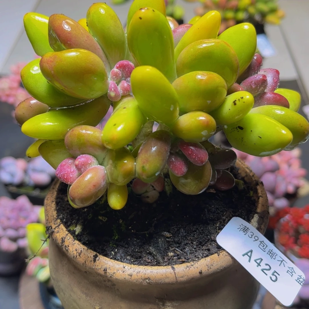 425金色芒果奶13厘米多肉