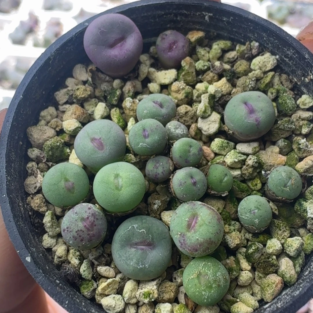 26号散群嘴一物一拍