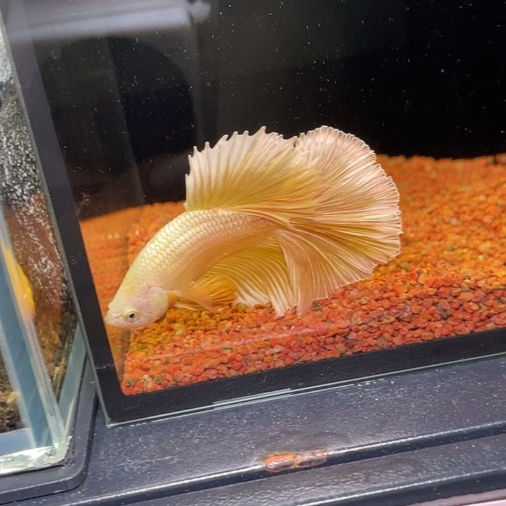 斗鱼28号黄金龙半月