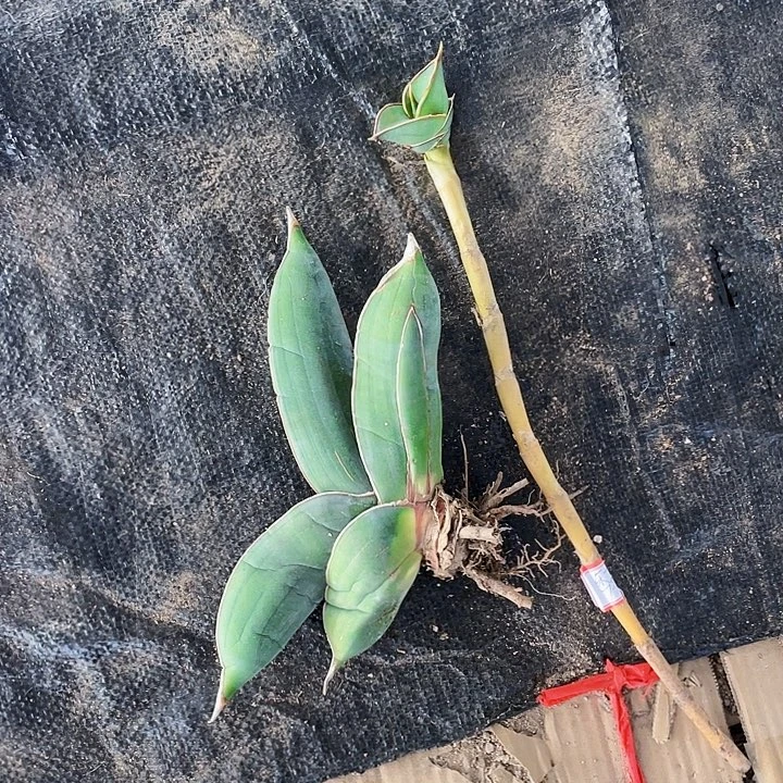 ****️完全开放香蕉虎皮兰