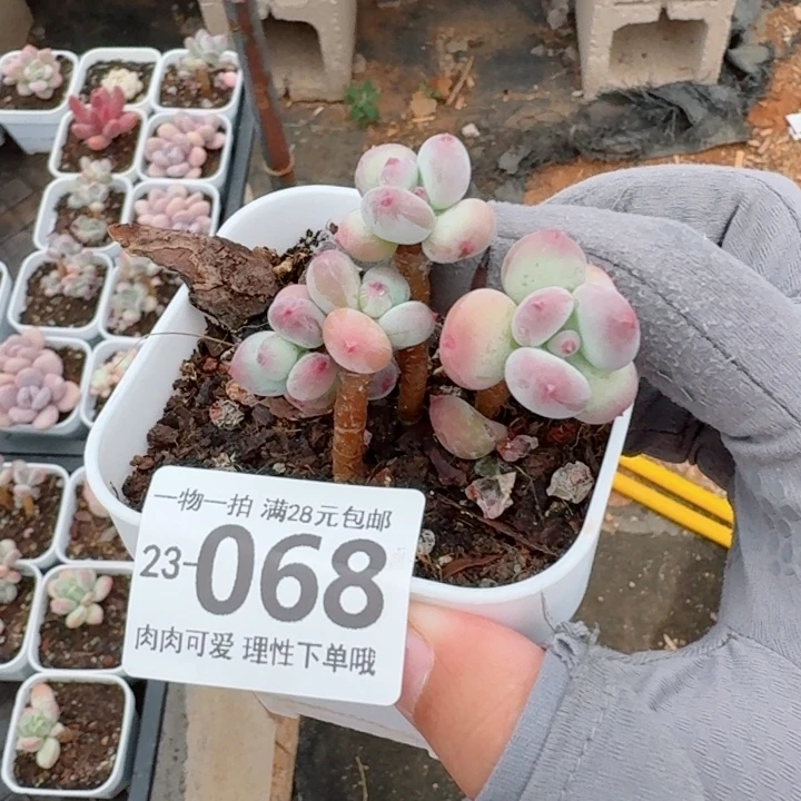 苹果奶多肉无盆土发货了