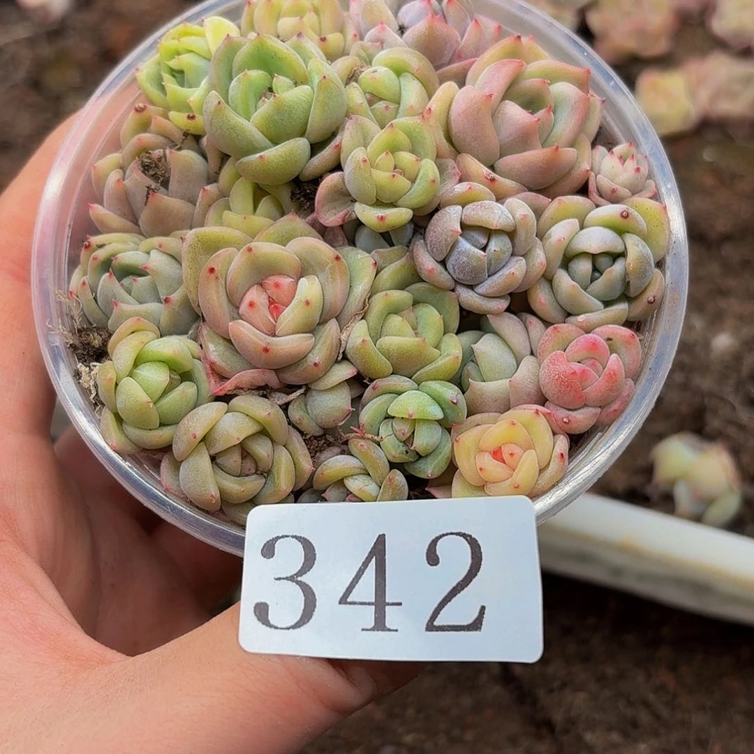 多肉植物多肉植物342