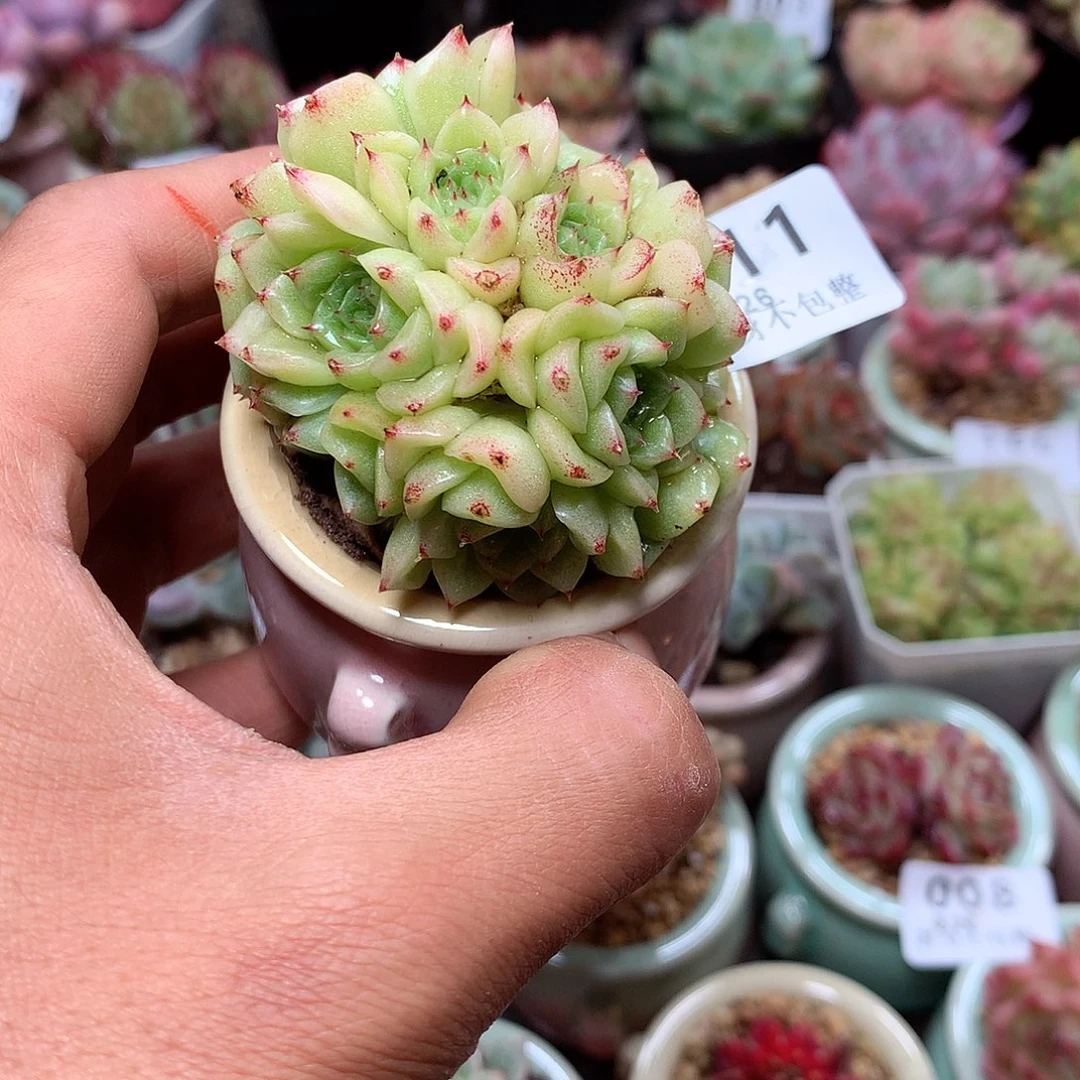 精控拇指盆9.26811