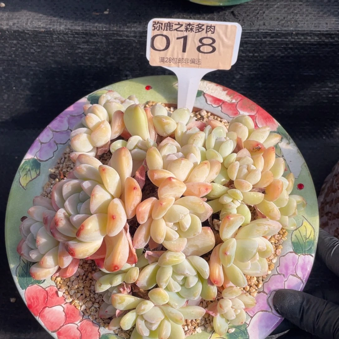 弥鹿之森多肉0018