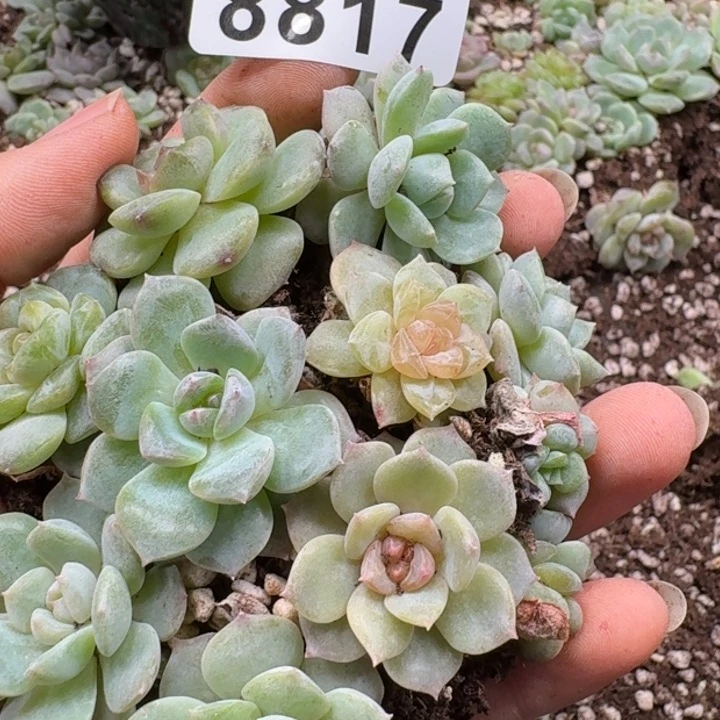 当前无花朵，栽培后可花朵多肉植物多肉植物