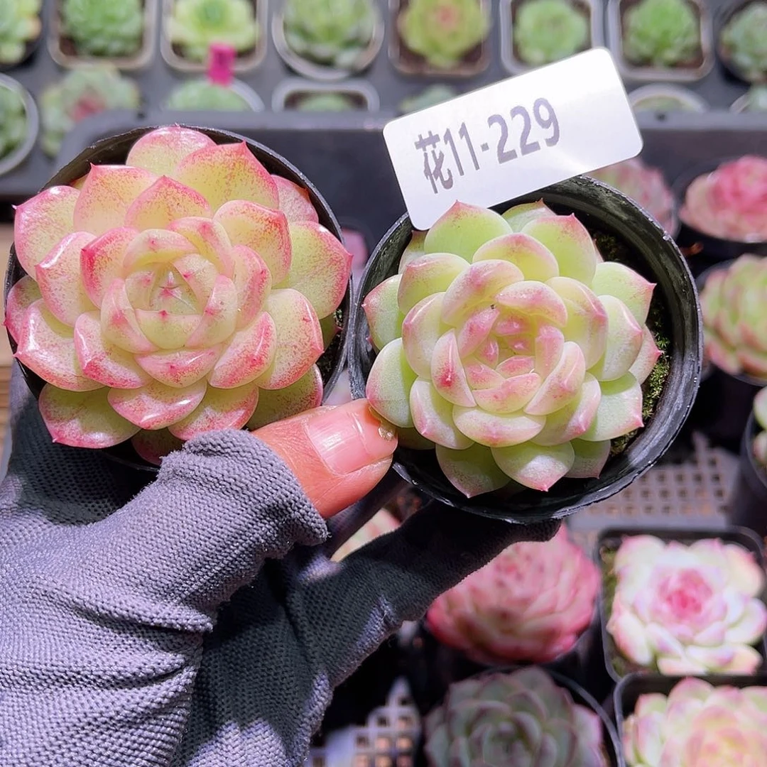 花11-229新品单头2颗