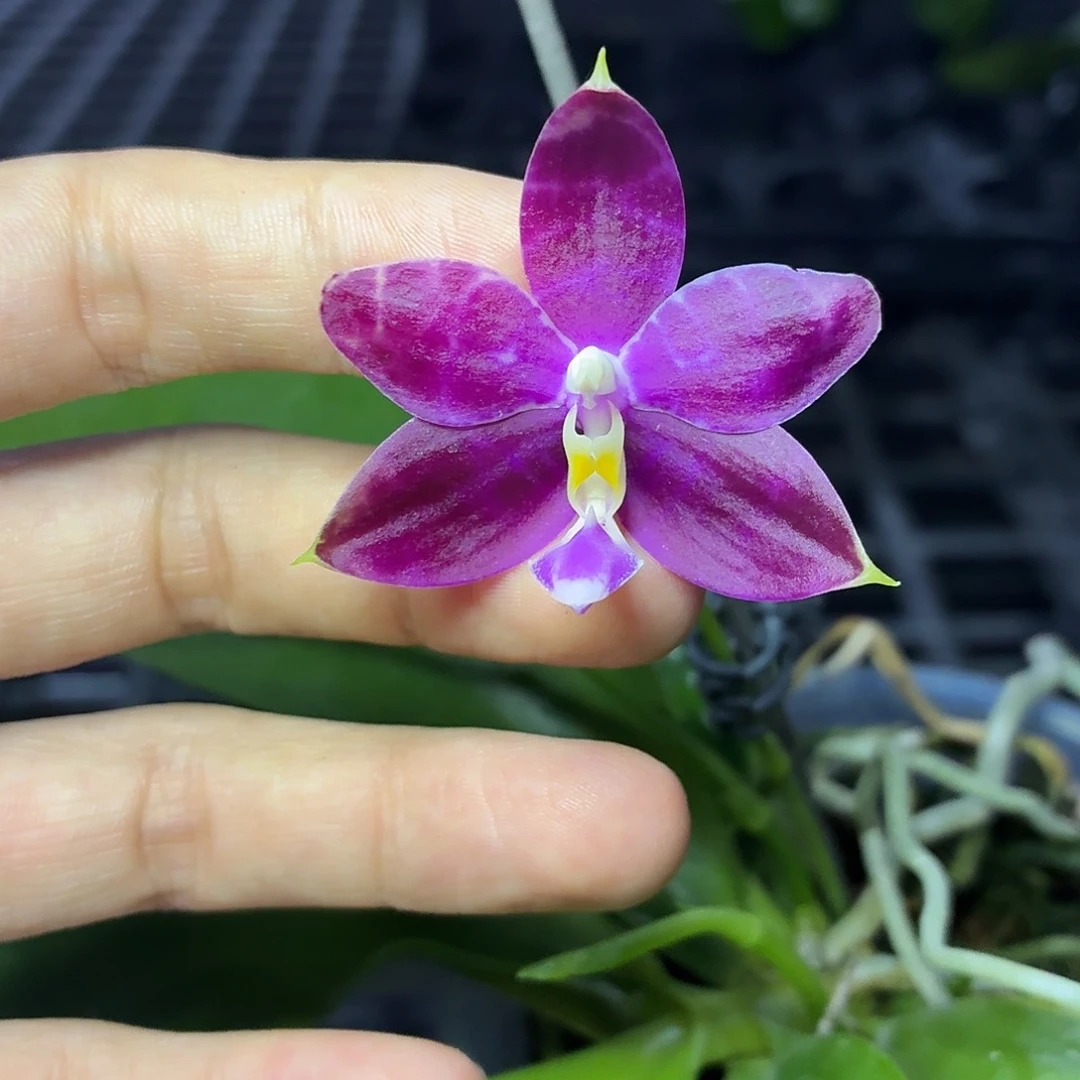 当前无花朵，栽培后可花朵A342yss1211双苗连体