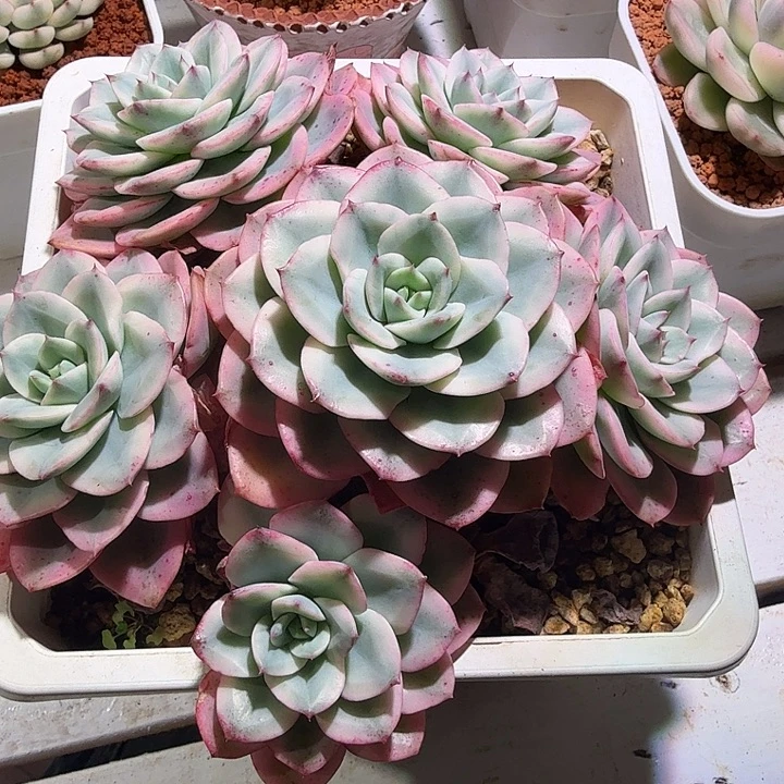 奶油黄桃多肉植物