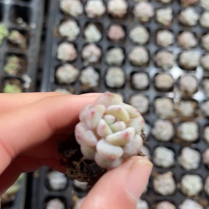 单头石化星星城满9.9包邮