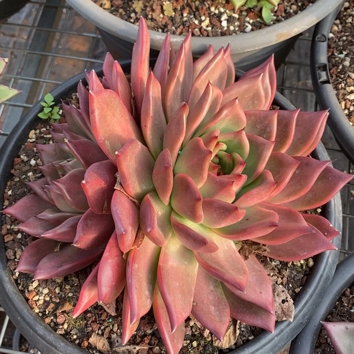 D123- 直播福利 菩萨双头