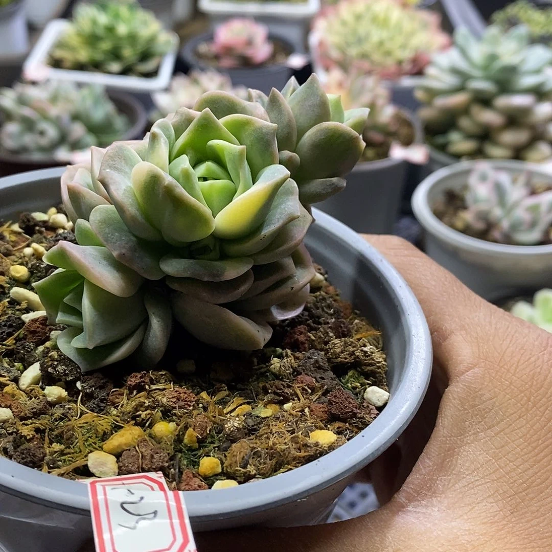 0423可爱玫瑰锦群多肉