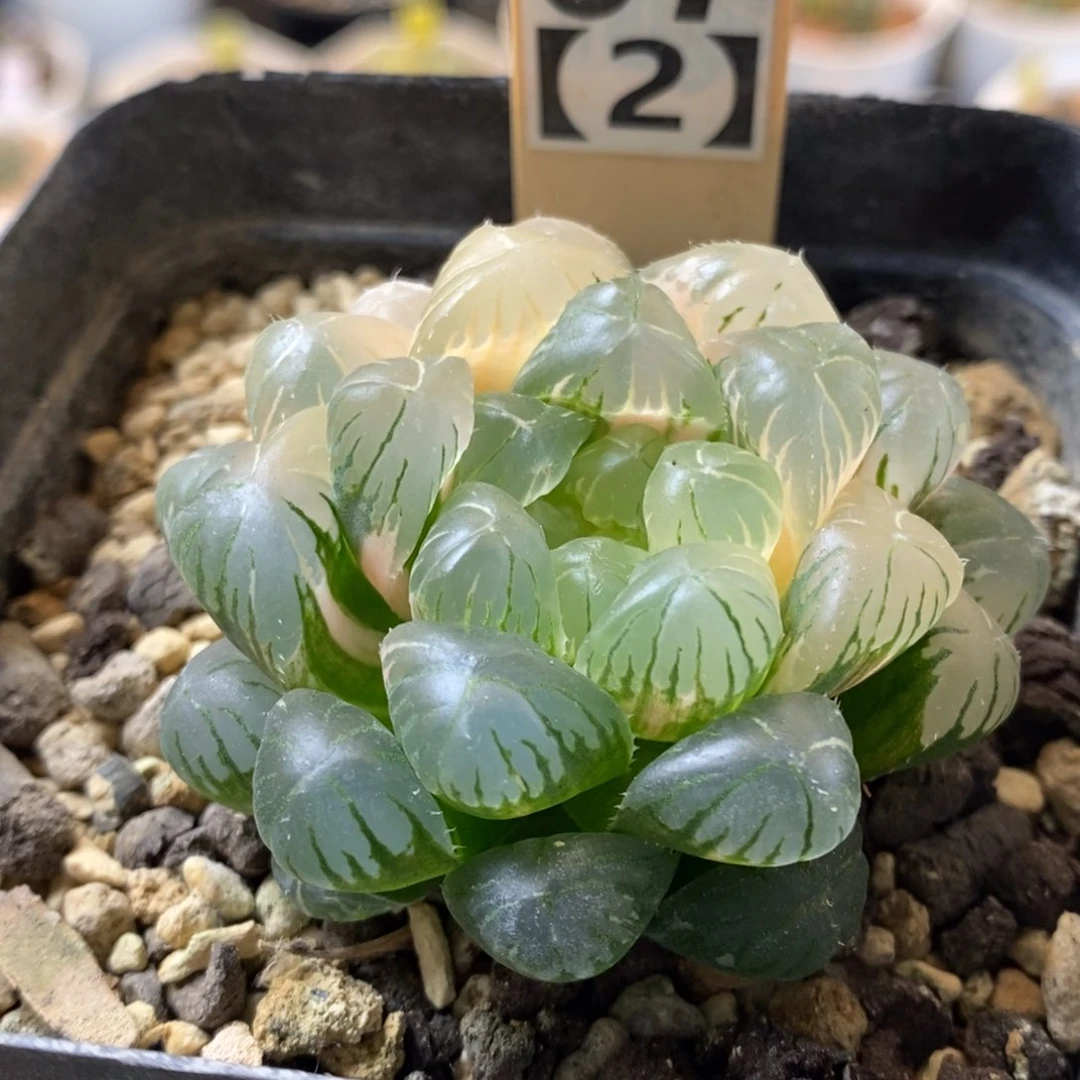 67号实生玉露锦湖水