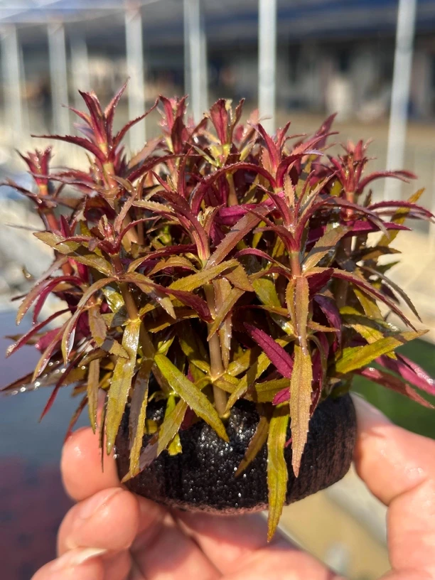 紫三角 中后景鱼缸观赏水下植物