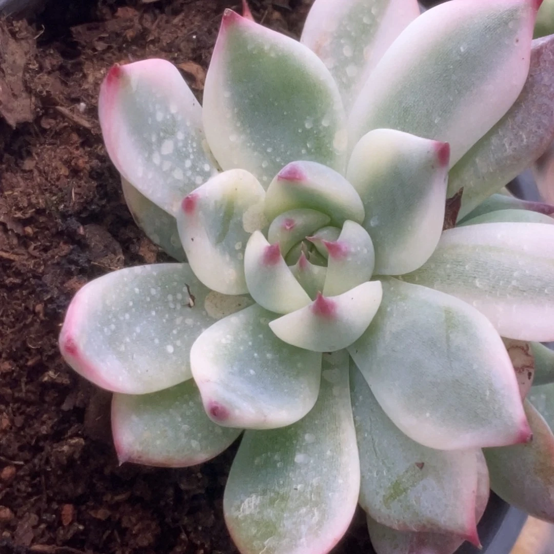 183锦锦锦锦锦锦锦锦锦