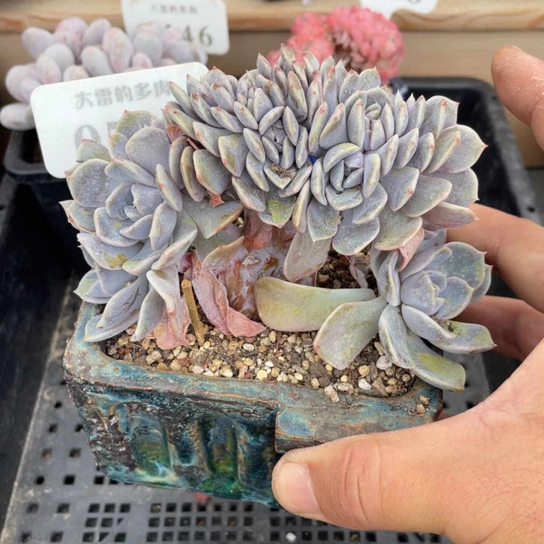 0581汉堡缀不带盆12厘米