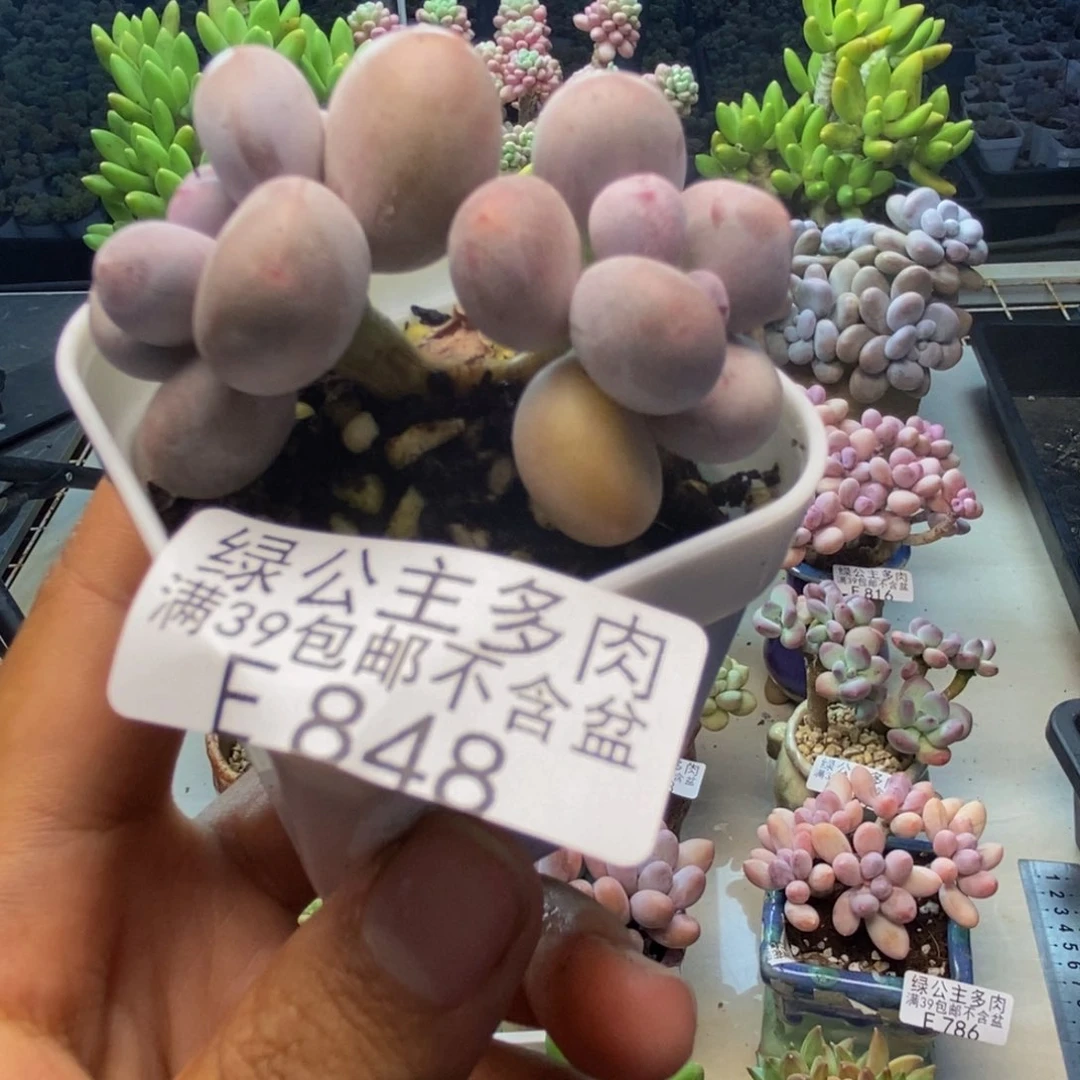 848糖豆奶多肉4cm