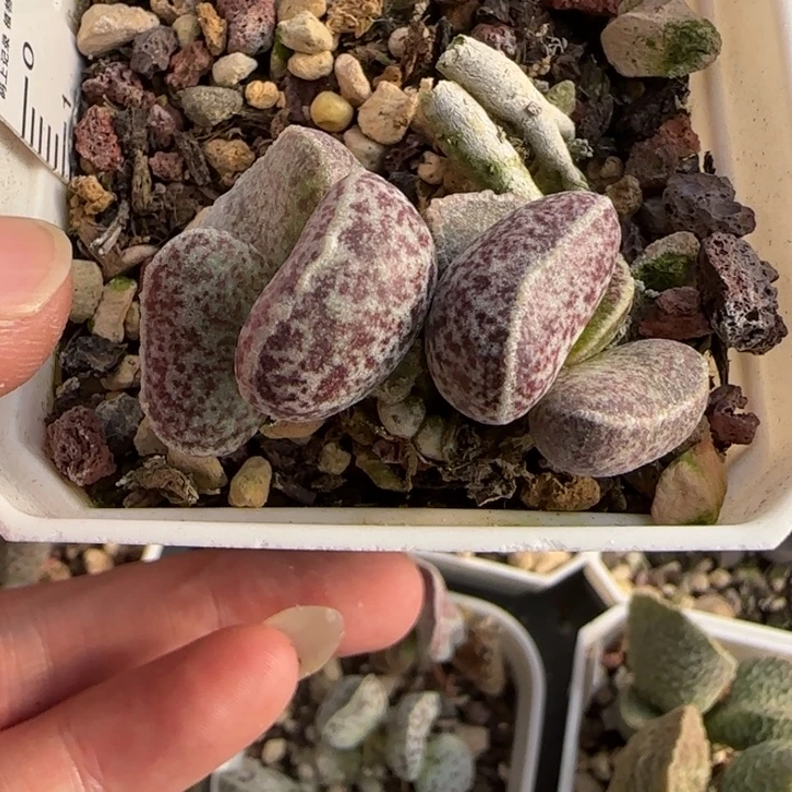 北***手腰子蛋水泡多肉植物