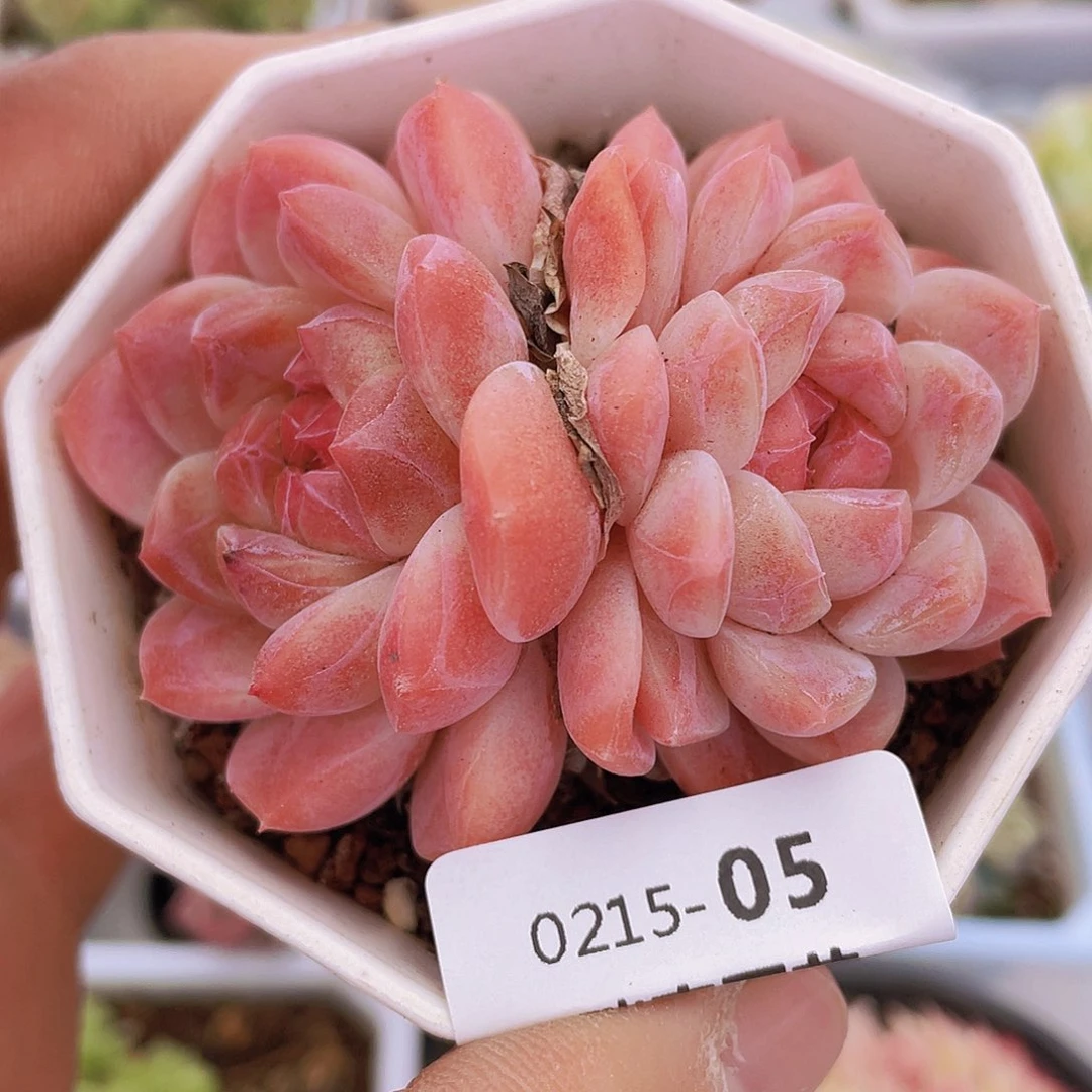 00000000000005量拍