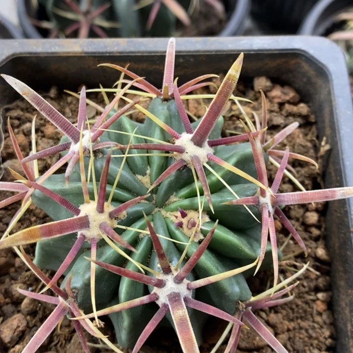 实生宽刺日出特价包邮