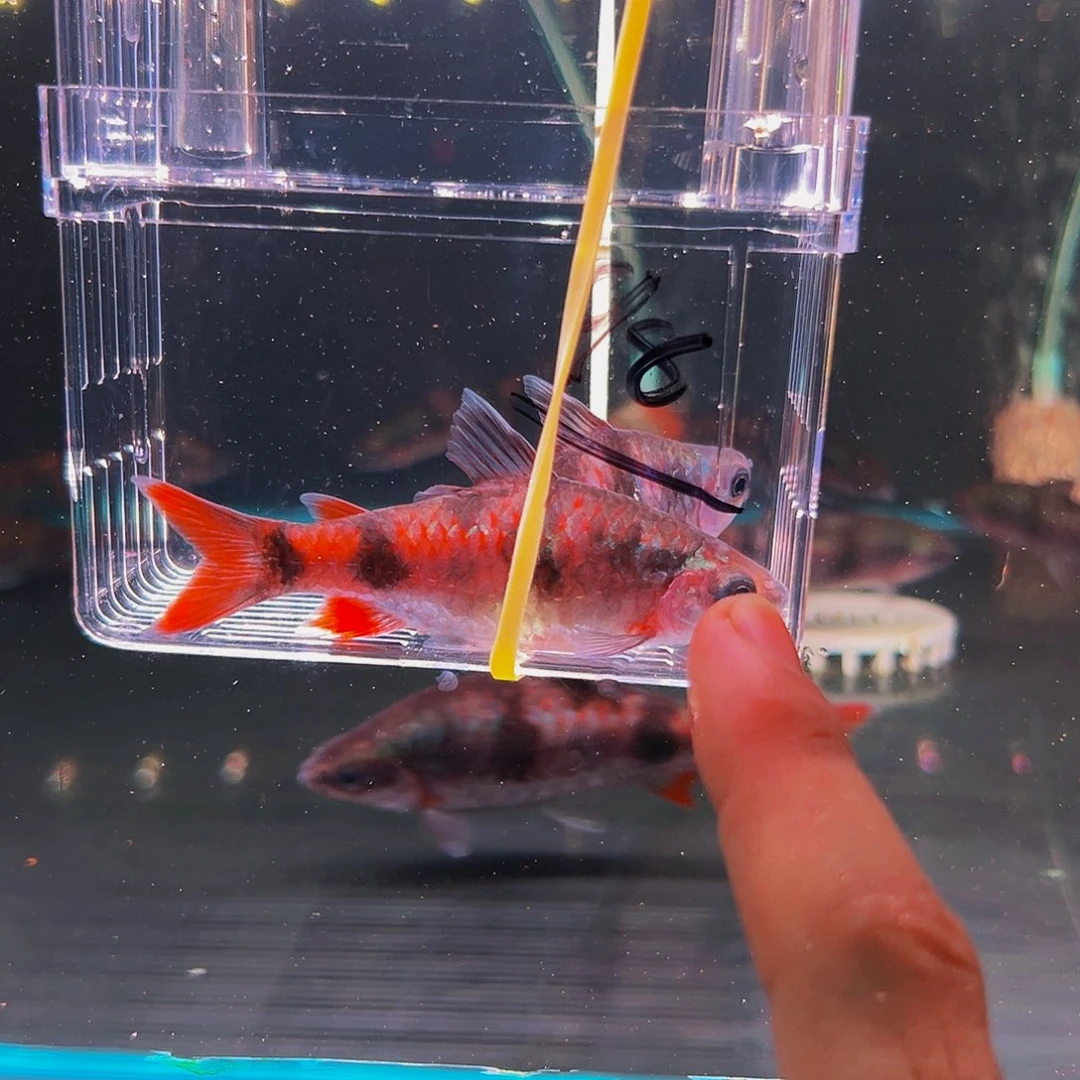 工具鱼红尾鱼鱼鱼鱼鱼98