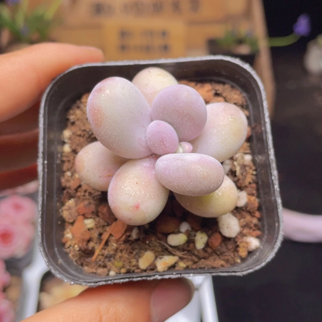 奶酪多肉9.9包邮发货