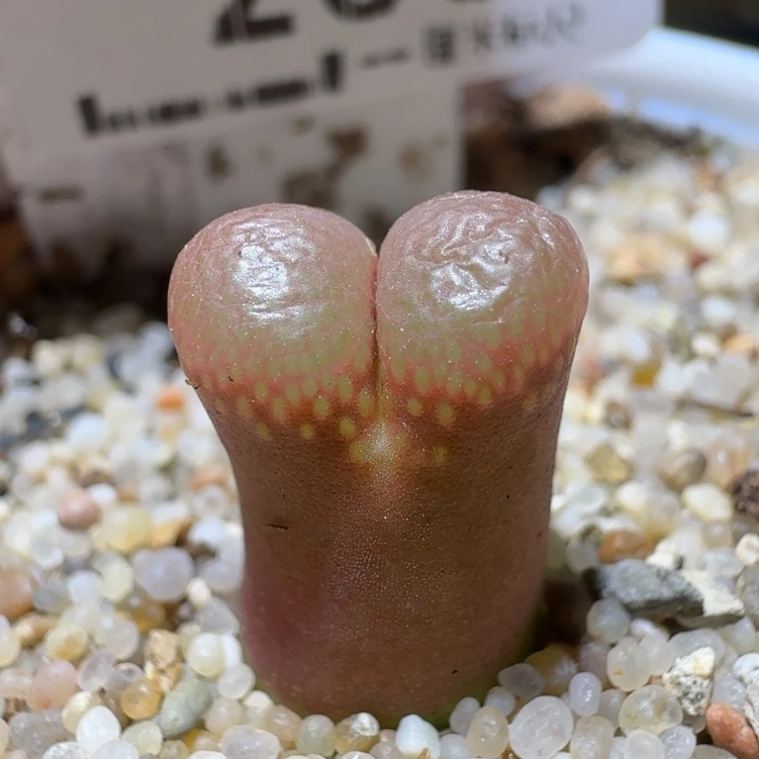 Ssss清货价便宜出200