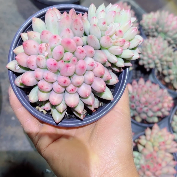 精品多肉植物老桩