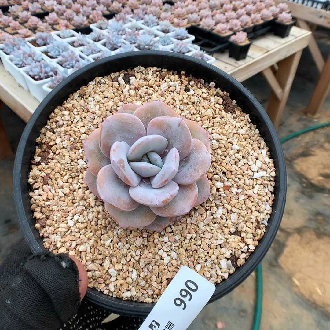 990奶茶多肉植物666