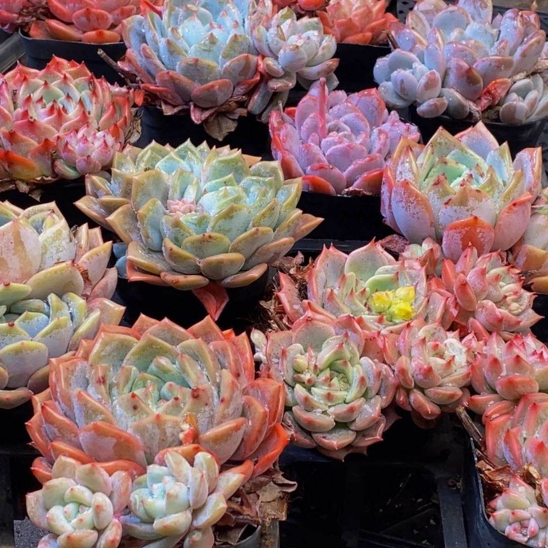 苏**干393多肉植物保护研究所所长助理