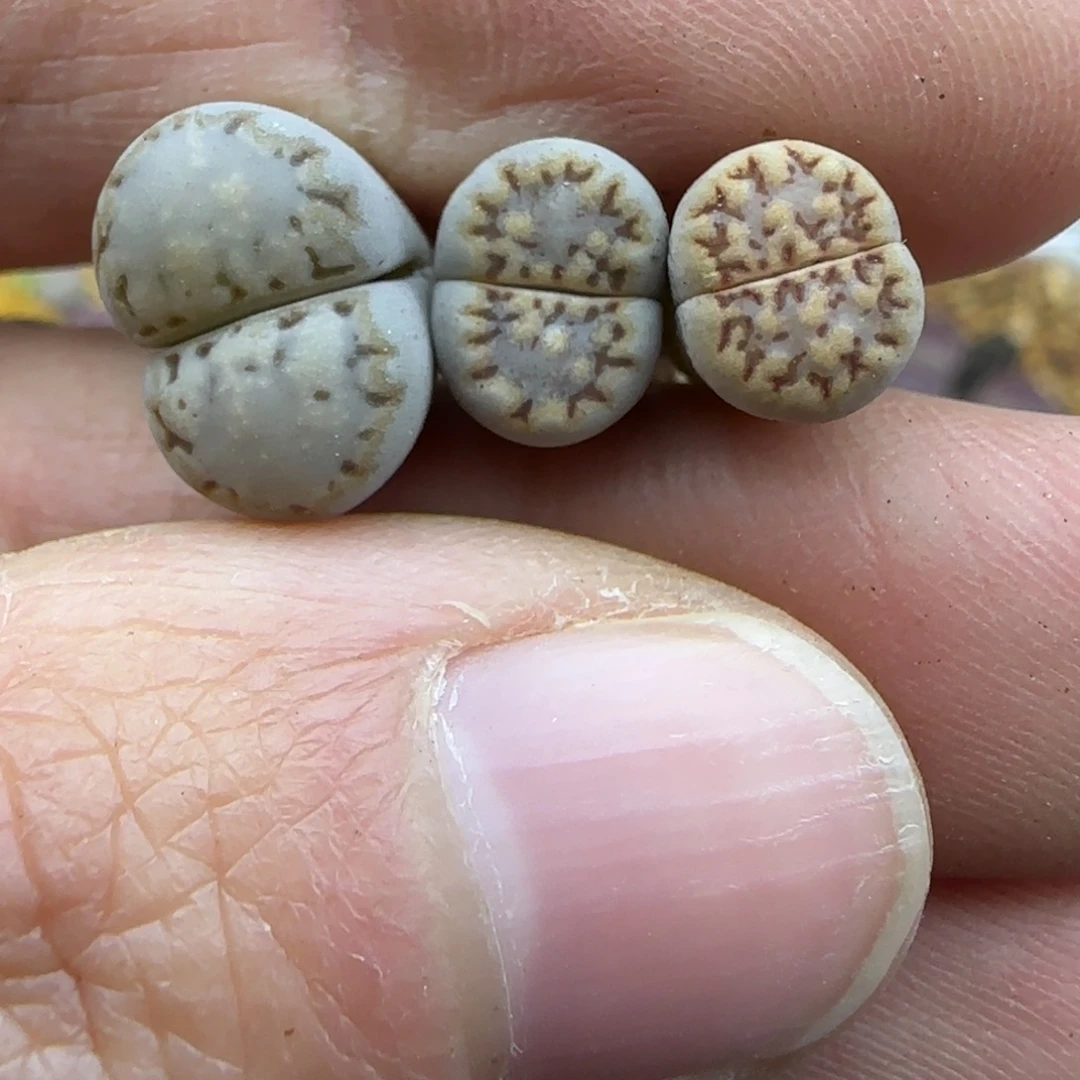 339小个子饼干福利30包邮