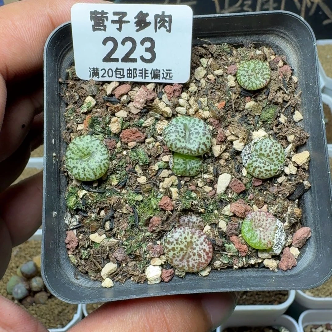 CR1306泡泡安贞