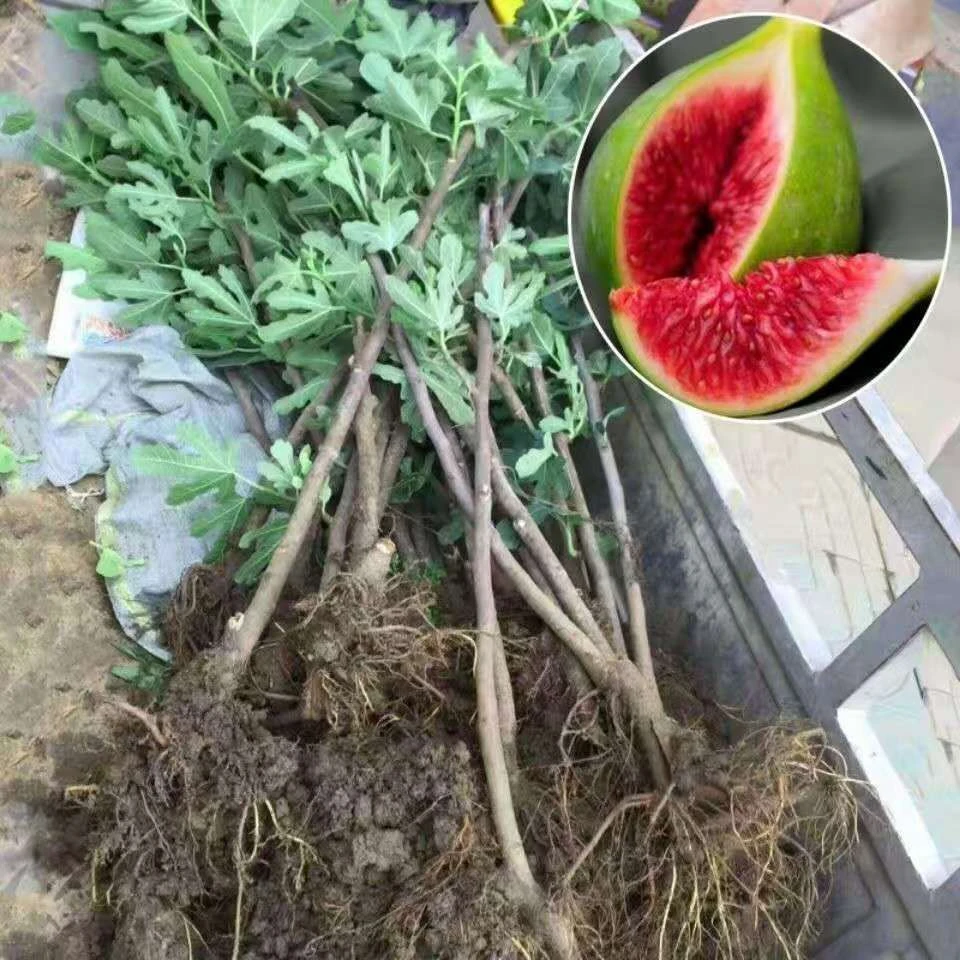 无花果苗 现挖现发基地直发 南北方四季可种植 裸根/盆栽土球发货