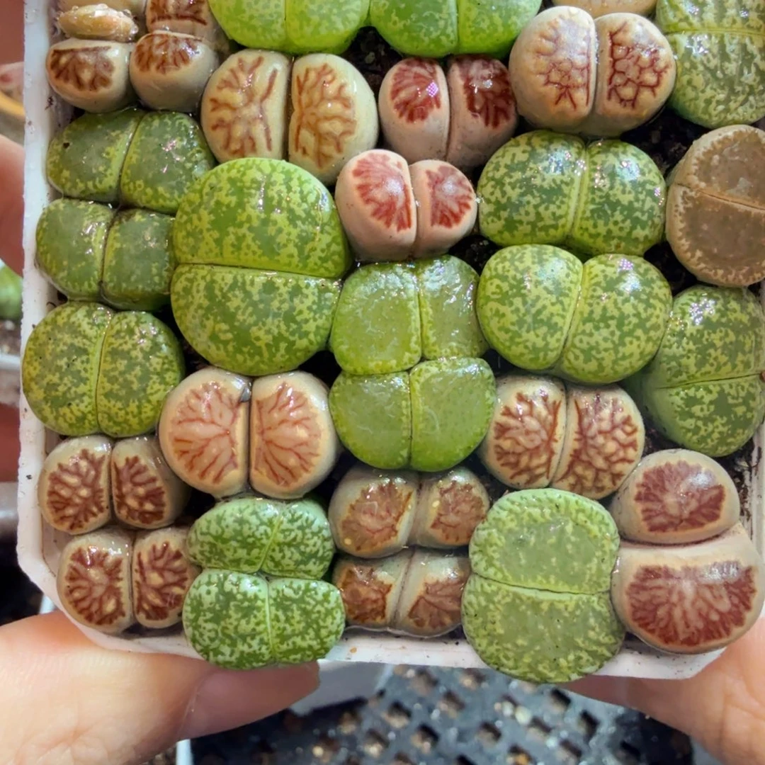 多肉植物的生长发育和770
