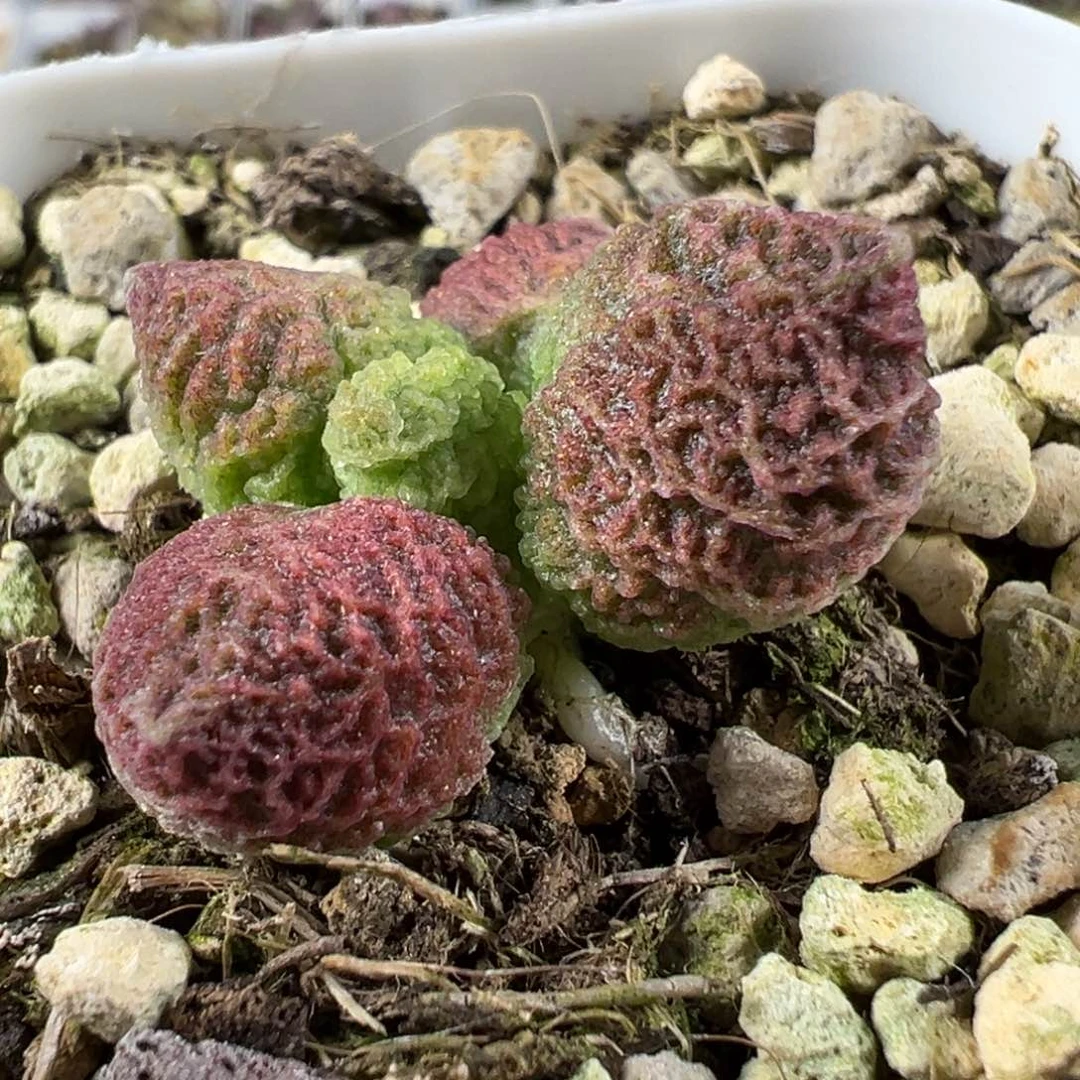 实生新品多肉植物水泡网格纹多肉植物