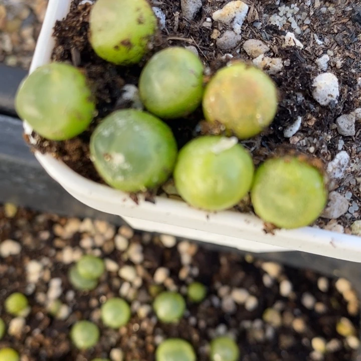 拉登单头一颗0.8-1厘米