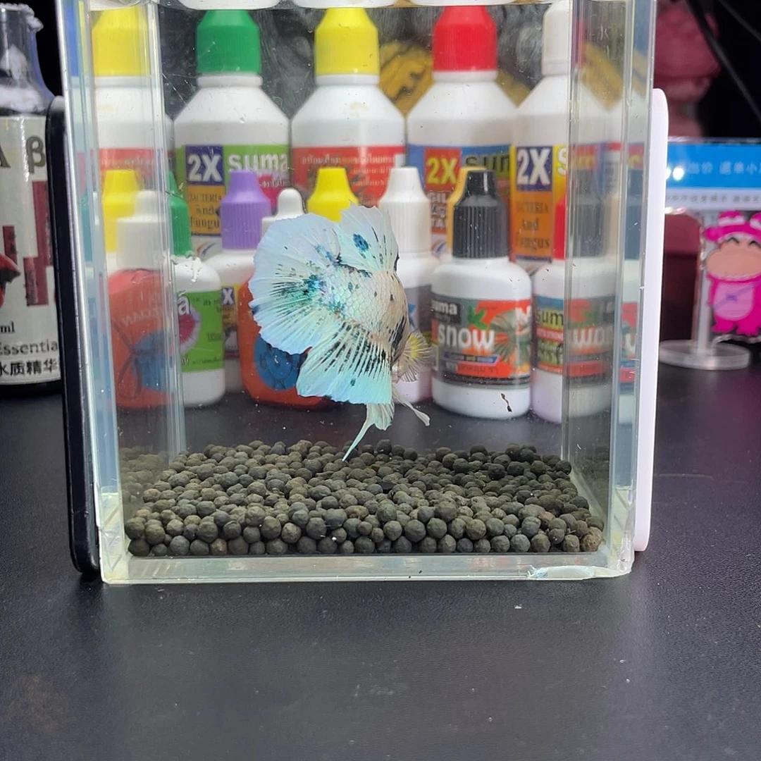 斗鱼22号1020早青花巨斗