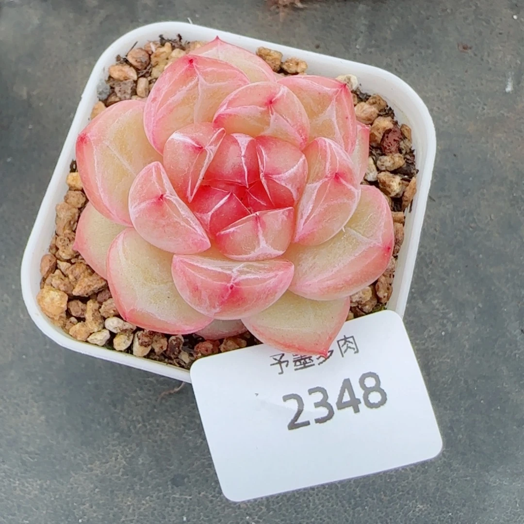 璇玑珍妮，2348多肉植物