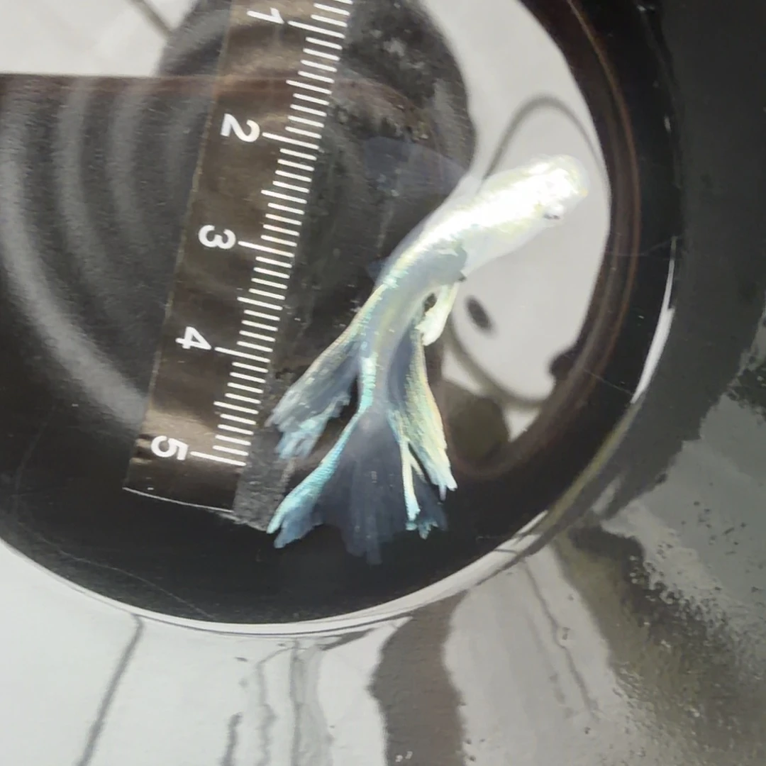 青鳉鱼观背青鳉46