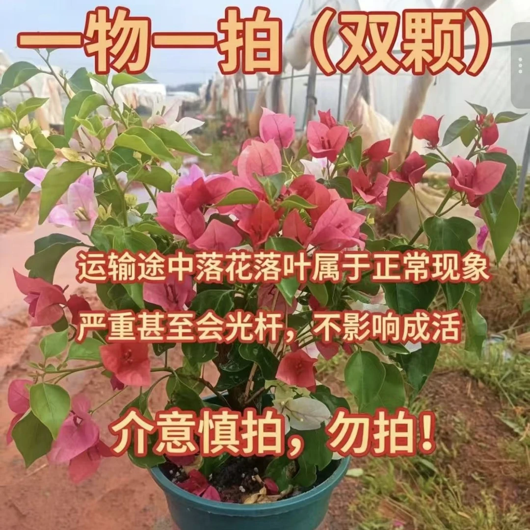 【一物一拍双棵--汐源】彩花运输途中掉花落叶光杆实属正常介意勿拍