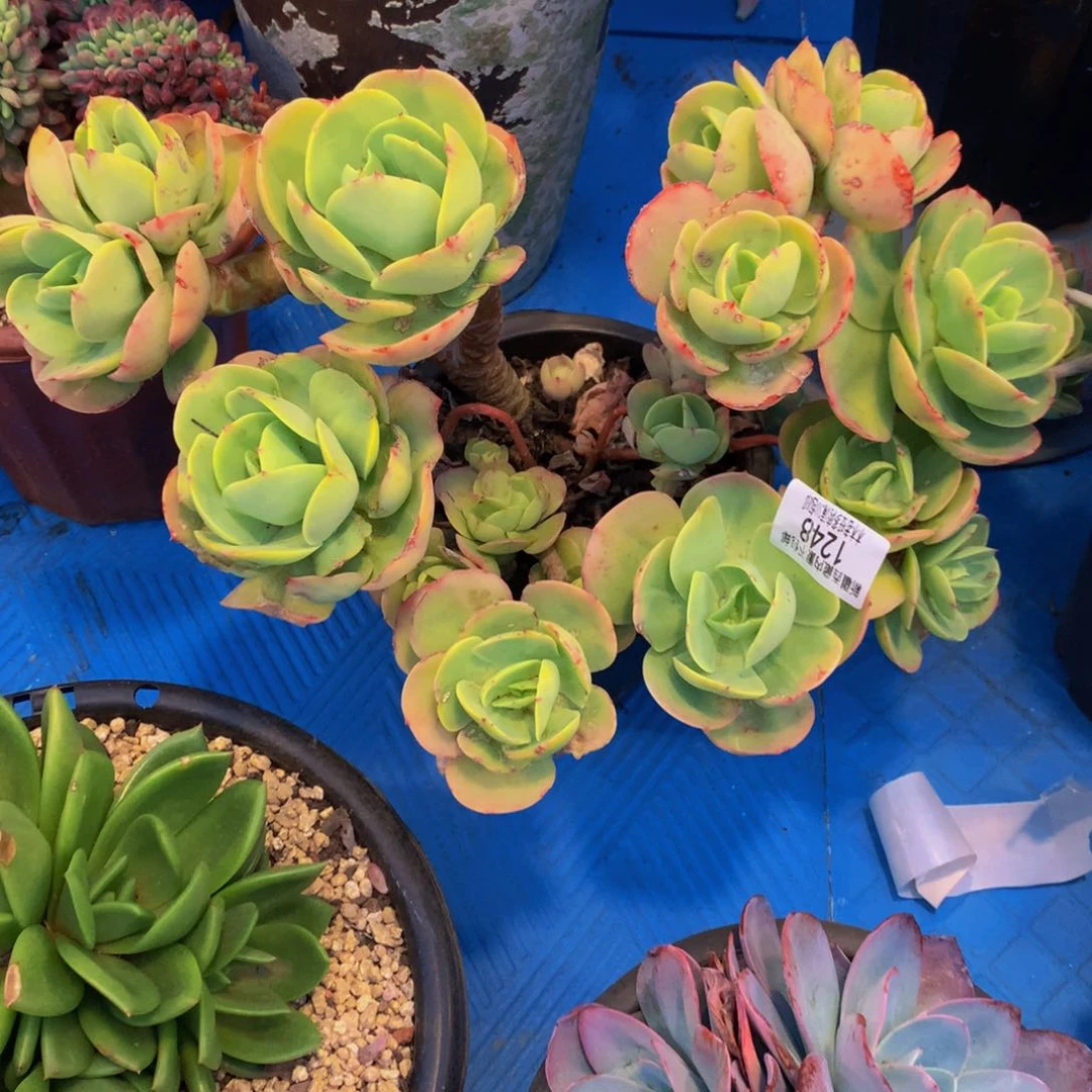 馨*1248碧桃多肉