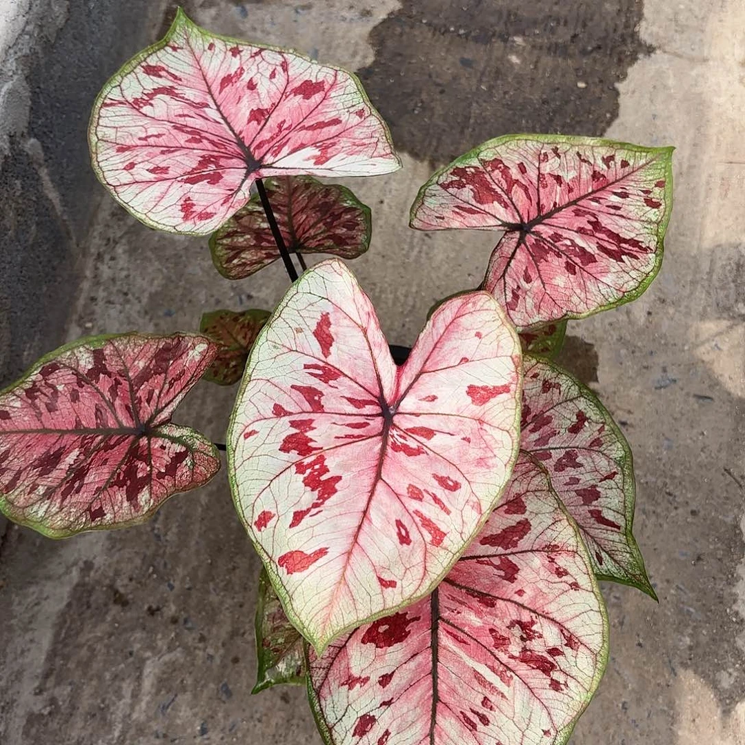 泰国彩叶芋 21-0204