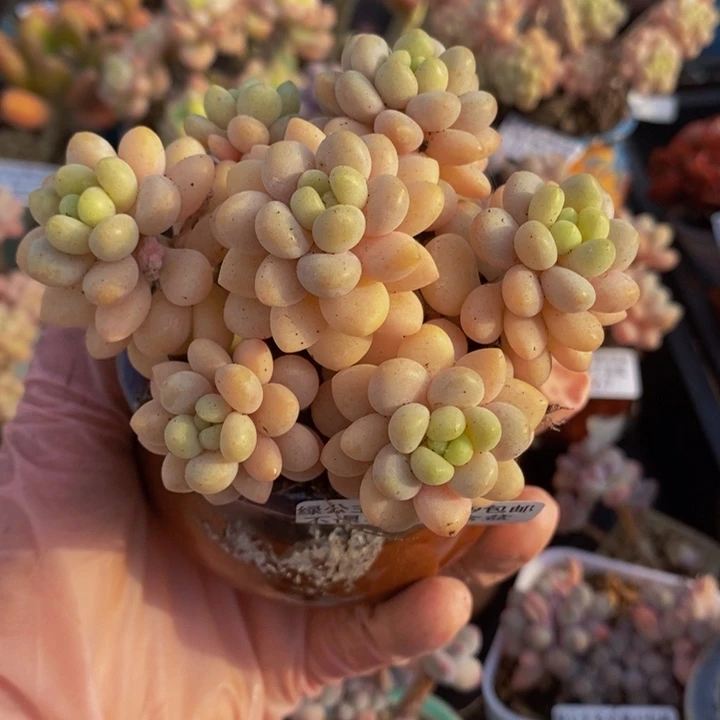 洛可可8cm354多肉植物